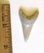 Great White Shark Tooth